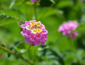 植物花卉与樟树——西一路的美丽氛围樟树花店在哪